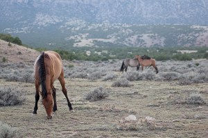 Pryor Mountain Wild Mustang Preserve, Wyoming and Montana