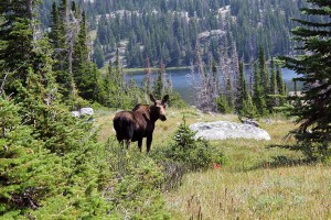 Young mouse, Bighorn Mountains, Wyoming