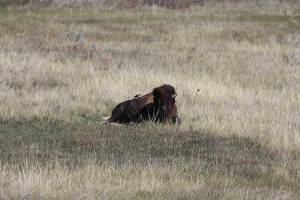 Bison and Magpie, Badlands of South Dakota.